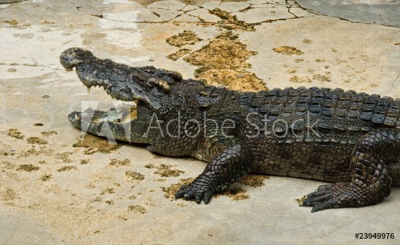Picture of Crocodylidae or crocodile